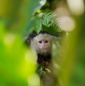 Capuchin monkey in the trees