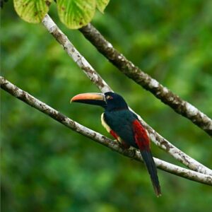 Toucan in the trees