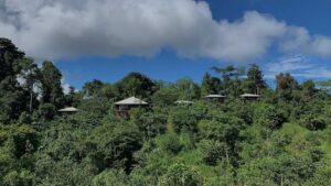 A view of the Drake Bay bungalows from the south where you can see their white roofs peaking out of the rainforest.