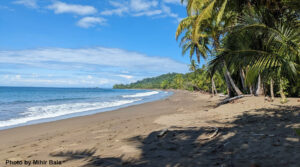 Costa Rica beach with palm trees and gentle waves. Photo by Mihir Bala