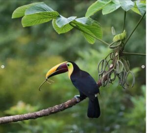 Birdwatching Guide to Corcovado National Park: A Complete Resource for Bird Enthusiasts