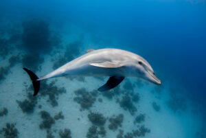 bottlenose dolphin swimming underwater near Drake Bay Costa Rica