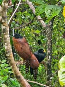 bahia Drake animal