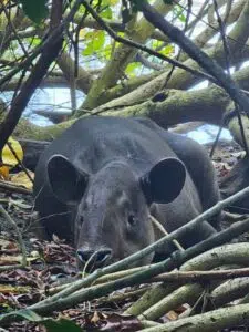 Bahia drake animal