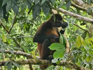 Spider monkey eating a guarumo leaf in the rainforest near Drake Bay Greenleaf, Costa Rica.