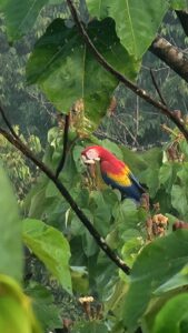 Bahia drake birds