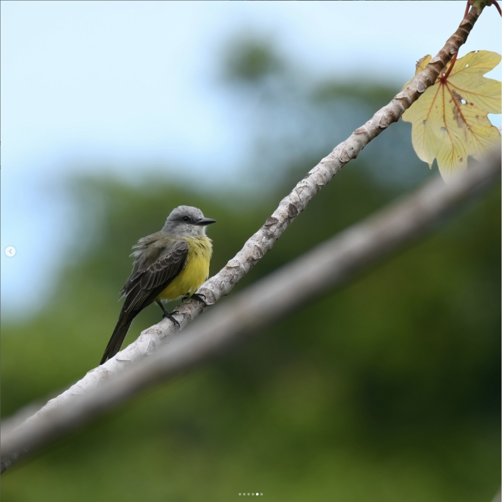 yellow and gray songbird perched on branch in Drake Bay rainforest