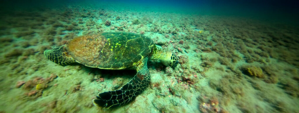 sea turtle swimming in clear waters near Caño Island Costa Rica