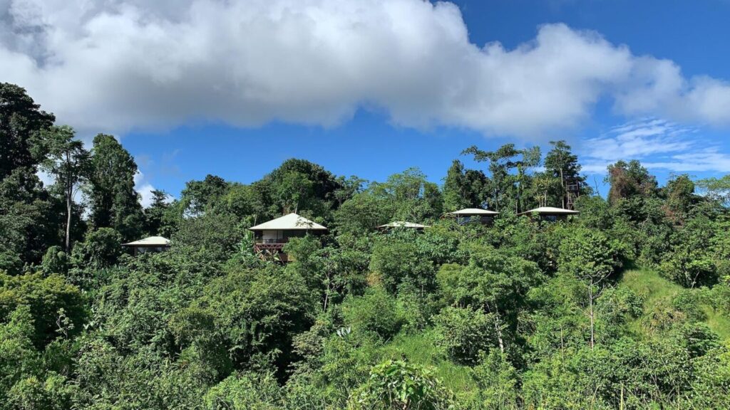 Eco-friendly bungalows nestled among dense tropical forest in Drake Bay.