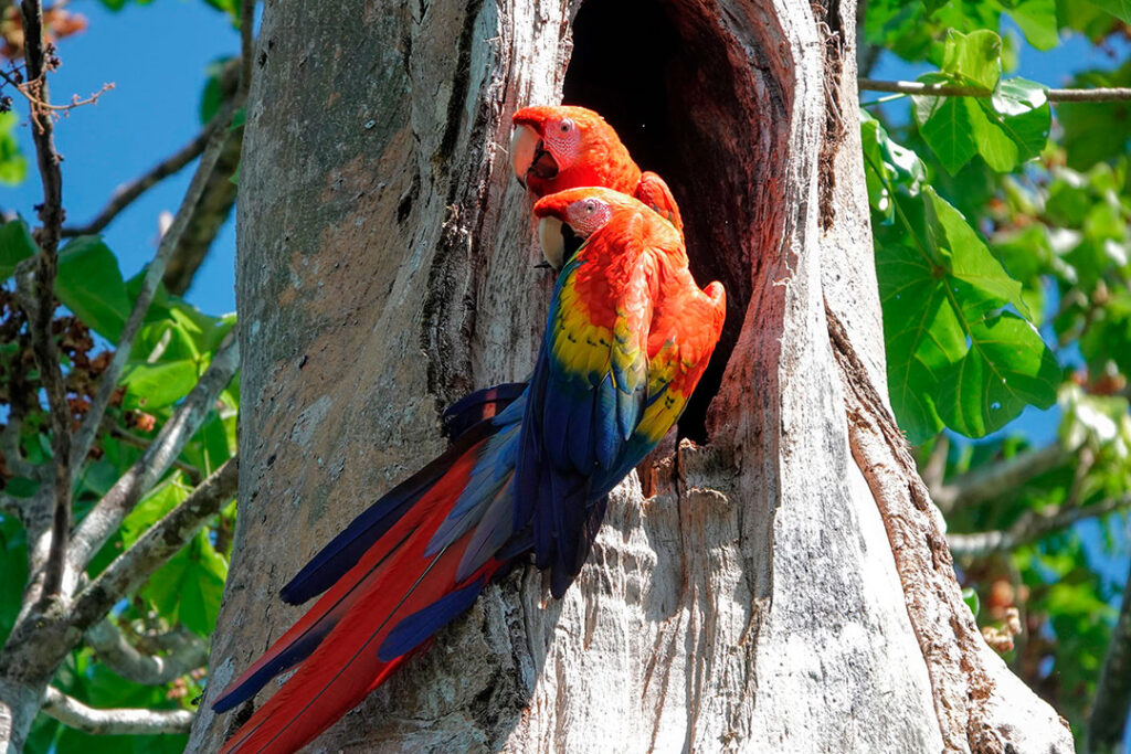 Explore one of Costa Rica’s top birding destinations.