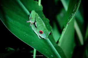 Red-eyed tree frog resting on a green leaf in the tropical rainforest.