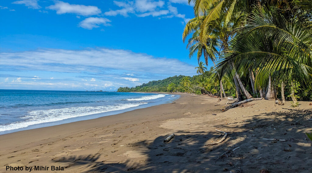 tropical beach in Drake Bay Costa Rica with palm trees and calm ocean