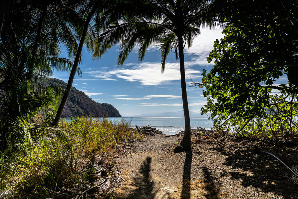 Tropical beach view framed by palm trees and lush vegetation in Drake Bay.
