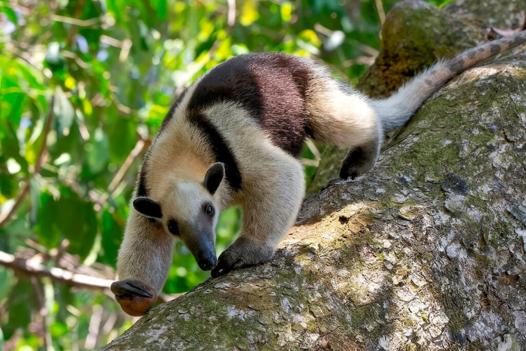 Corcovado National Park Tours