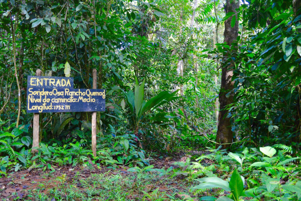 Walk through lush rainforest trails filled with wildlife