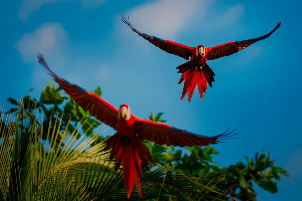 scarlet macaws flying over tropical rainforest in Drake Bay Costa Rica