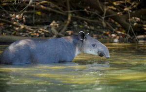 tapir standing in rainforest river in Drake Bay Costa Rica