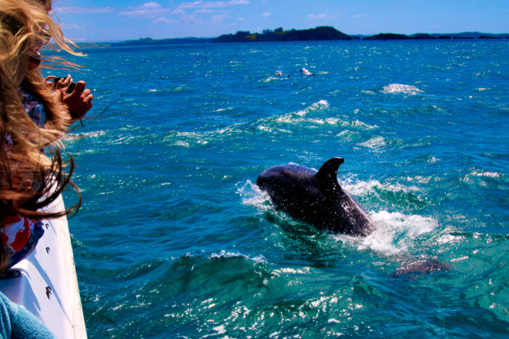 Whale and Dolphin Watching Tour
