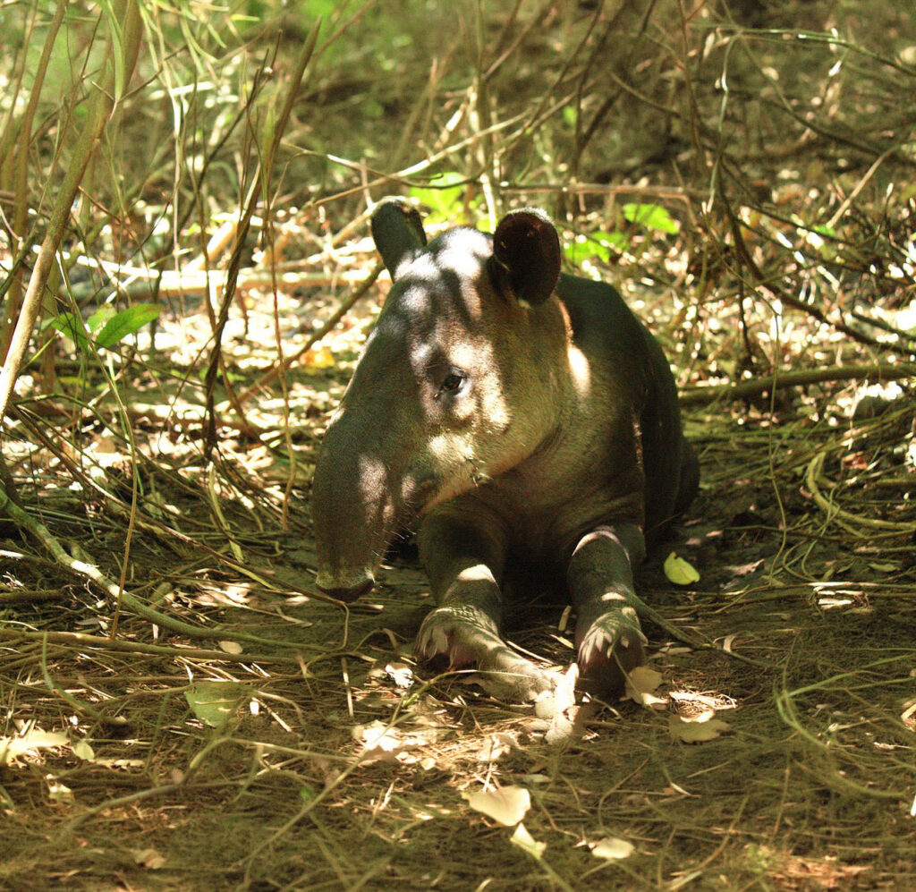 Corcovado National Park Tours