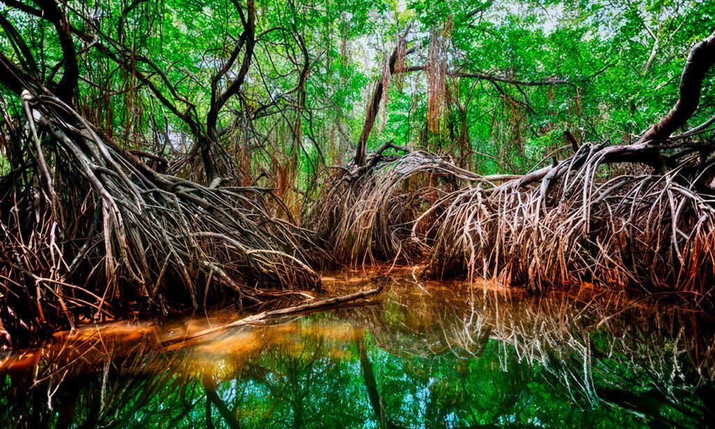 Dense mangrove forest and root systems reflecting on a quiet water channel near Drake Bay.