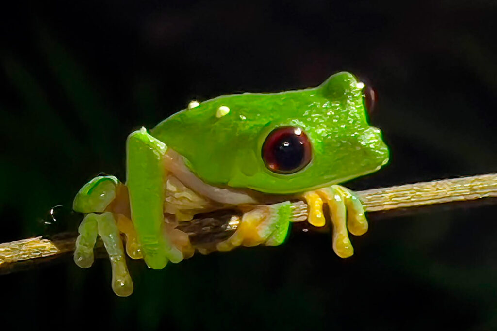 Bright green frog with red eyes perched on a thin branch in the rainforest at night