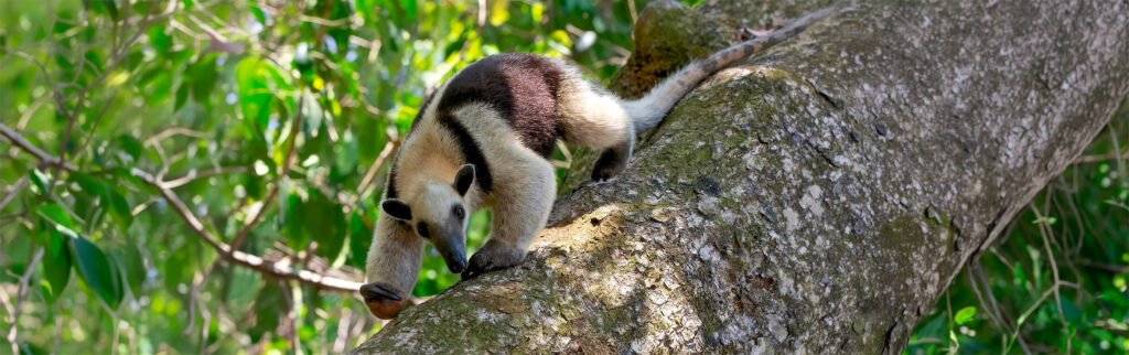 A close-up photograph capturing a Northern Tamandua anteater descending a large tree trunk in the sunlit jungle canopy of Corcovado National Park, Costa Rica. The anteater has a distinctive black "vest" pattern on its golden fur and is gripping the bark with its strong claws.