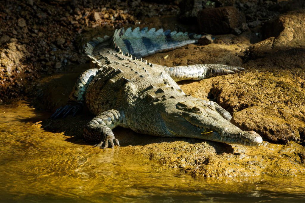 An American crocodile sunbathing on a riverbank next to shallow water in Corcovado National Park, Costa Rica.