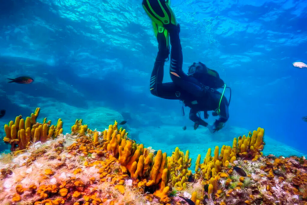 A scuba diver swims above vibrant yellow tube sponges on a coral reef in clear blue water, a scene reminiscent of Caño Island near Drake Bay, Costa Rica.