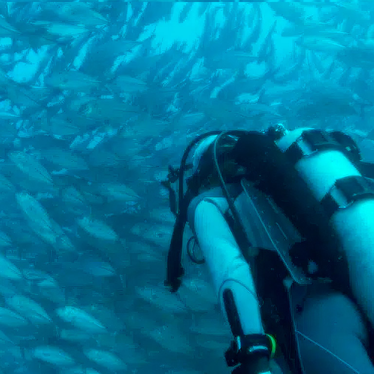 A single scuba diver seen from behind is fully immersed in a massive school of countless fish at Caño Island Biological Reserve, near Drake Bay, Costa Rica.
