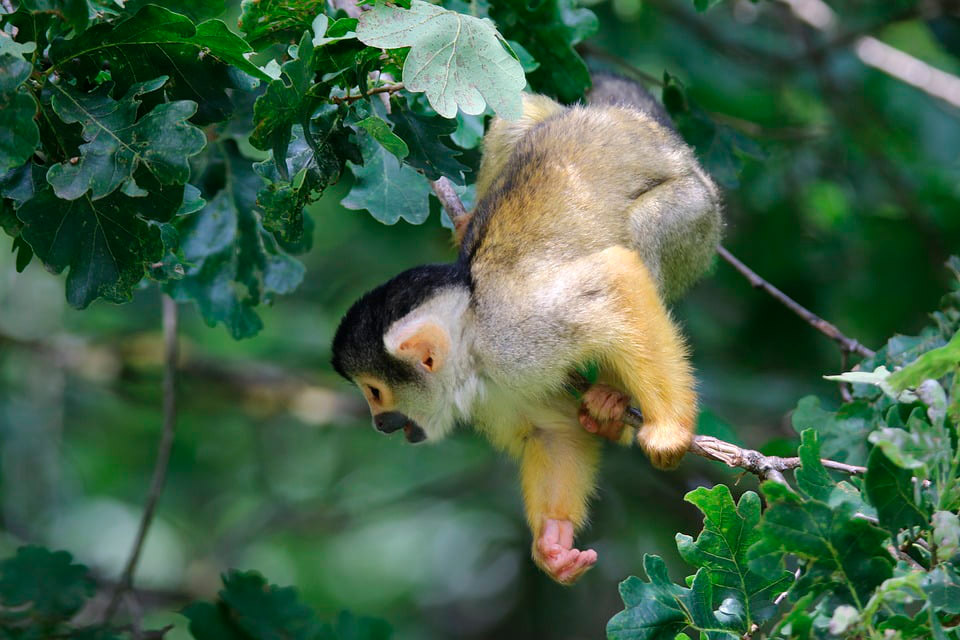 Squirrel monkey on a tree branch in the rainforest of Corcovado National Park, Costa Rica.