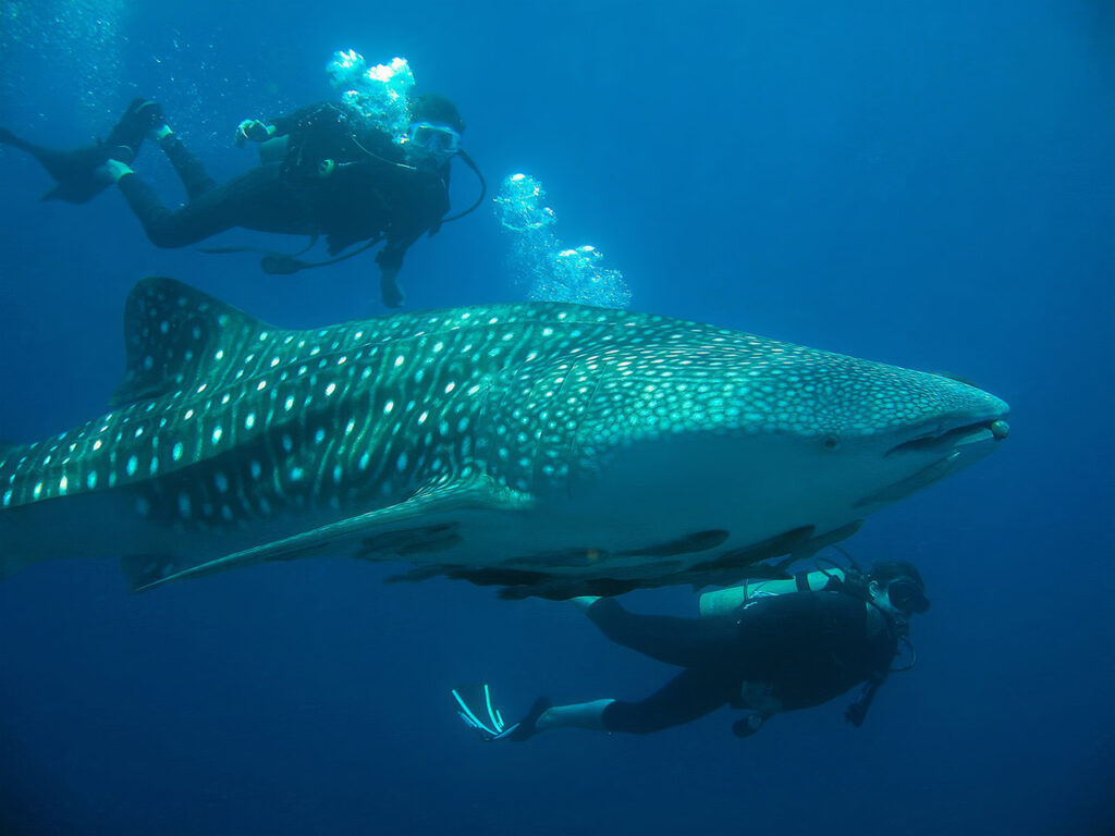 wo scuba divers swimming alongside a massive whale shark in the deep blue ocean of Drake Bay, Costa Rica.