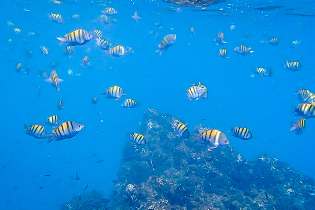 A vibrant underwater scene with a large school of yellow and black-striped sergeant major fish swimming around a coral-covered rock peak near the water surface.