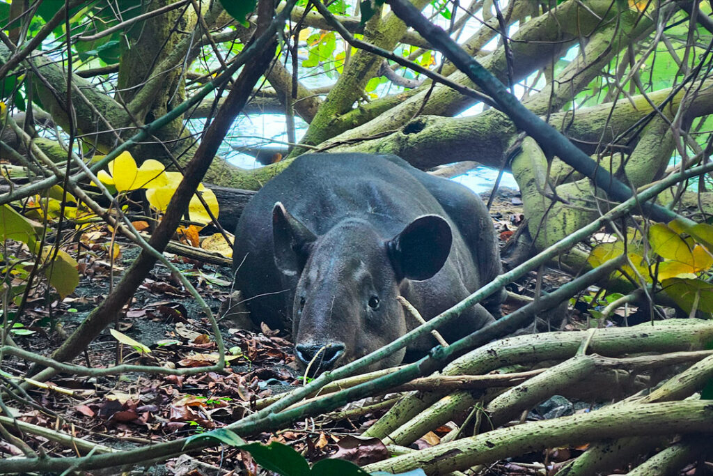 Baird's tapir resting under coastal tree branches in Corcovado National Park, Costa Rica.