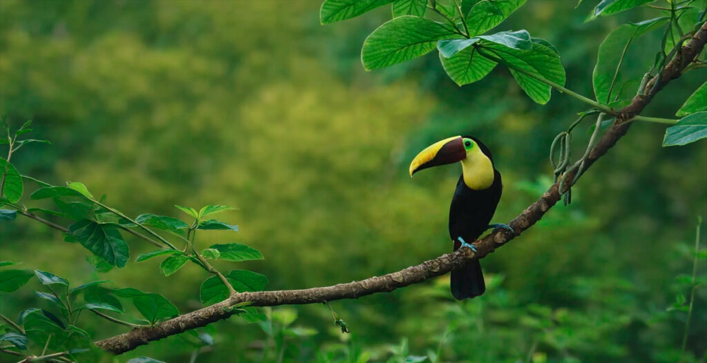 Toucan perched on a tree branch surrounded by lush rainforest foliage in Drake Bay, Costa Rica