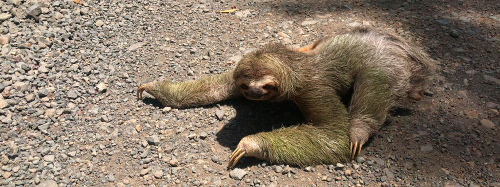Three‑toed sloth resting on the forest floor in Drake Bay, Costa Rica