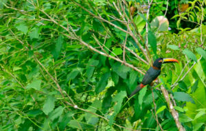 Colorful toucan in the tropical forest of Costa Rica