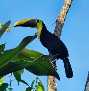 Keel‑billed toucan with a vibrant multicolored bill perched on a tree branch against tropical foliage